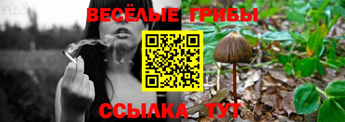 цены наркотик  Вход с VPN  Ишим  Псилоцибиновые грибы прущие грибы 